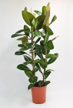 FICUS ELASTICA 2 PĘDOWY - FIKUS WIELKI NA 150cm!