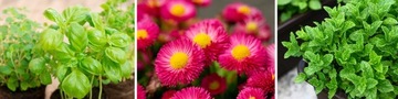 МИНИ-ТЕПЛИЦА ДЛЯ БАЛКОНА ПОЛКА ПЛЕНКА ДЛЯ РАСТЕНСТВА ТЕПЛИЧКА 4 ПОЛКИ