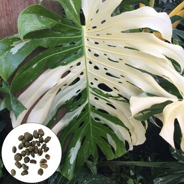 100 sztuk/worek Nasiona Monstera Dobrze przystosowany ogród dekoracyjny