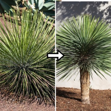 Специализированные - PREMIUM - грунтовый микс для PALM Juk - проницаемый