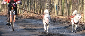 Разветвитель HIFICA ARM 1.8 PP для амортизированного поводка для двух собак