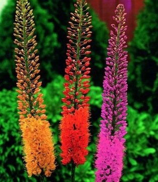 EREMURUS PUSTYNNIK HIMALAJSKI MIX 3 ceb.