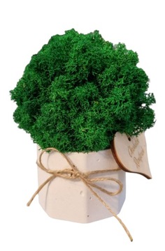 Chrobotkowy las mini w białej betonowej doniczce