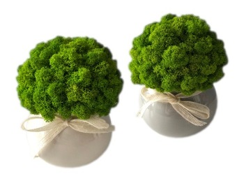 Chrobotek w doniczce dekoracja DOM ZESTAW 3 szt.