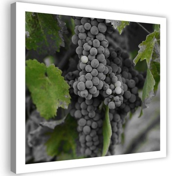 Obraz drukowany 60x60 czarne winogrona owoce owoc
