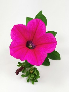 Surfinia Petunia zwisająca Hot Pink S2