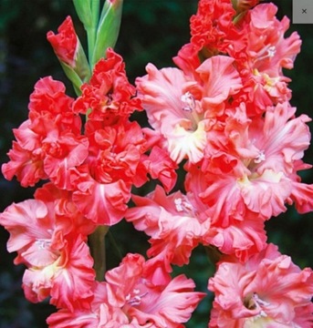 Cebulka Mieczyk Gladiolus You Two Frizzle 5szt