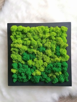 Картинка из храбрых, 27x27 см, премиум -финского моха