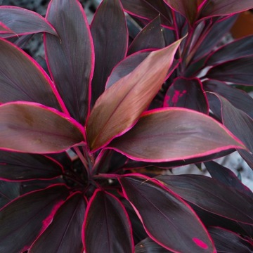 Cordyline 'Tango' - purpurowa kordylina MIECZE