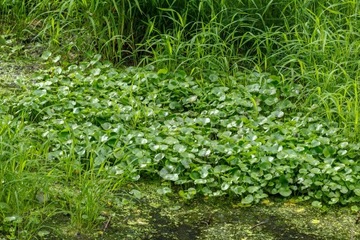 Растение Heteranthera reniformis для пруда