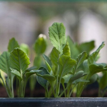 ПОЧВА ДЛЯ ОВОЩЕЙ И ЦВЕТОВ, ПОСЕВ САДА + УДОБРЕНИЯ