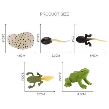 życia zwierząt Numery cyklu wzrostu