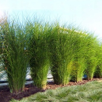 Мискантус китайский Miscanthus Gracillimus 1 шт.