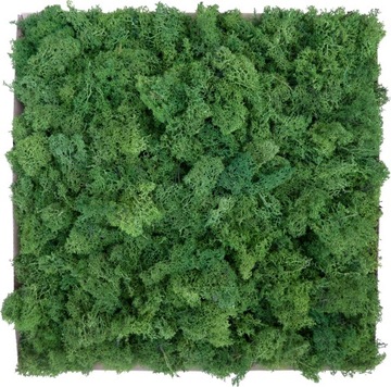 Обрезки мха Forest Green, картон 3кг.