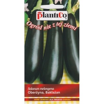 Oberżyna/Bakłażan VIOLETTA LUNGA 3
