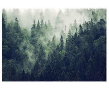 Fototapeta 416x254cm Mgliste wzgórza i las