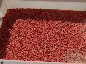 Robak pinka fluo ok. 100ml opakowanie