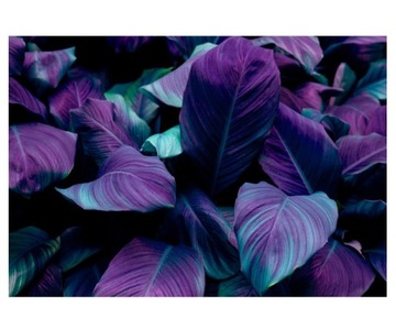 Fototapeta 368x254cm liście Spathiphyllum