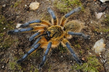 Harpactira pulchripes тарантул L2