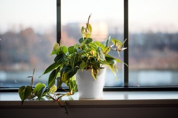 КЕРАМИЧЕСКАЯ КРЫШКА ДЛЯ ЦВЕТОЧНОГО ВАЗОНА 10 СМ, БЕЛАЯ