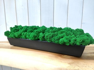 Деревянный цветочный горшок с мхом CHERRY MOSS в длинном горшке 40 см декор