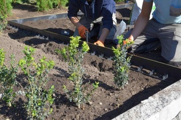 Бордюр пластиковый SB80 Stella Bord 80мм 1м черный Газон Сад 8см