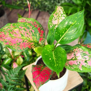 Aglaonema 'Red Zirkon' sercowate liście RÓŻOWA - idealna dla początkujących