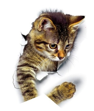 НАКЛЕЙКИ коты на стену DOOR CATS 3D набор 3 шт N10.