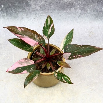 Philodendron 'Pink Princess' MARBLE Najbardziej różowa sadzonka DØ9cm