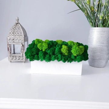 Декоративный мох Хроботек в горшке 20см, подарок