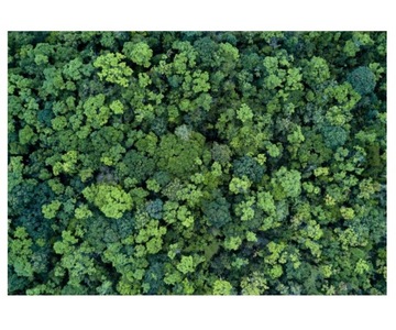 Fototapeta 416x254cm Gęsty las z lotu ptaka
