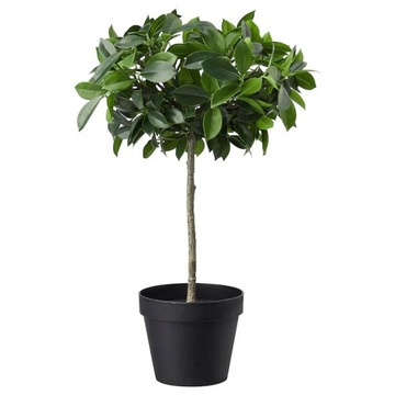 IKEA FEJKA SZTUCZNA ROŚLINA DONICZKOWA FIGA 44 cm