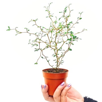 Sophora prostrata 'LITTLE BABY' Perełkowiec drobnolistny śliczne drzewko M