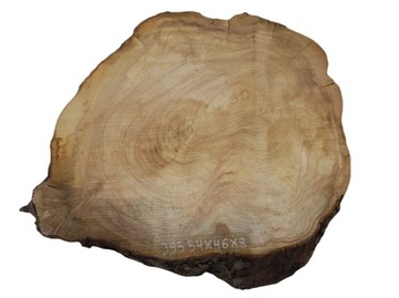 Plaster Jabłoni 54x46cm Duży Wybór Pod Żywicę