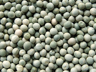 Czempion Zdrowe Ziarno GROCH ZIELONY 1kg