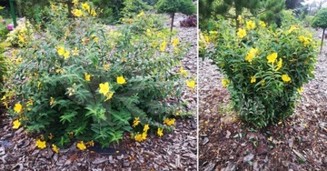 Зажим-подставка для кольца HYDRENSIONS для гортензии цветы ЗЕЛЕНЫЙ 10 шт.