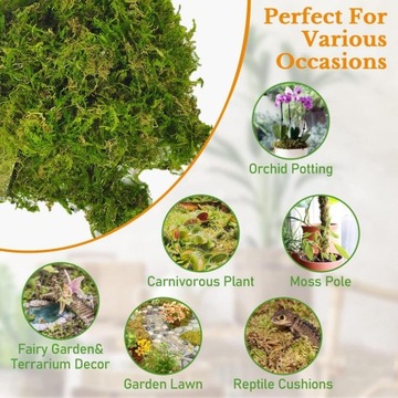 Mech Torfowiec SPHAGNUM Moss 25gram/1Litr Podłoże do storczyków ukorzeniacz