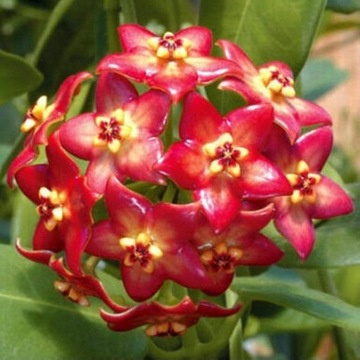 300Pcs Mixed Color Hoya Seeds Garden Supplies Decoration