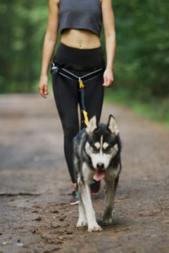 КОМФОРТНЫЙ НАбедренный ремень Caniccross с 3-мя полюсами