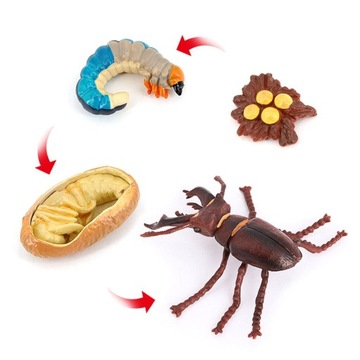 Life Cycle Classroom Accessories, Teaching Insect