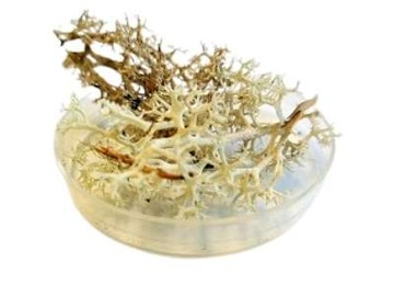 Chrobotek reniferowy NATURAL 20g