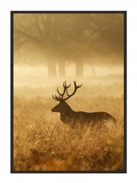 OBRAZ PLAKAT W RAMIE 43x33 cm Złoty Jeleń Pio P661