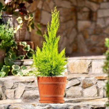 ЦВЕТОЧНЫЙ ГОРШОК ЦВЕТОЧНЫЙ ВАЗ 30см ПЛАСТИКОВЫЙ ЦВЕТОЧНЫЙ ГОРШОК ПОД ДЕРЕВО