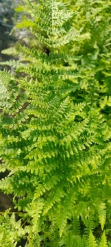 Wietlica samicza Athyrium filix femina Duża Paproć Ogrody