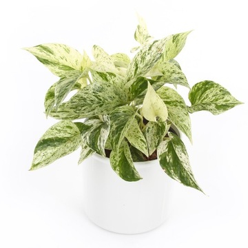 гидропонный набор со вставкой HYDROPONIKA 9/7 см.