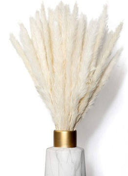 SUSZONA TRAWA PAMPASOWA DO WAZONU OZDOBNA PAMPASY