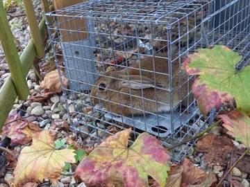 БОЛЬШИЕ ЖИВЫЕ ЛОВУШКИ МУЖЧИНЫ ЛОВУШКИ КРЫСЫ ЛОСКИ НОРКИ ТРУСЫ ПРОВЕРЕНО PL