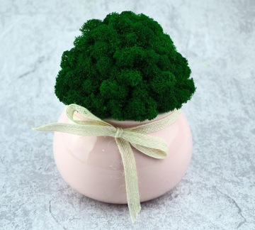 Мох в горшке МИКРОКЛИМАТ БОЧКИ