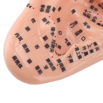 17 cm punkty akupunktury Model masażu ucha Model masażu ucha do NV