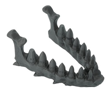 Smocza szczęka z zestawem kości ze smoczych zębów - Dragon Teeth Dice Set